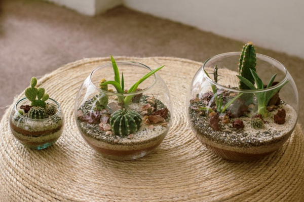 Terrariums